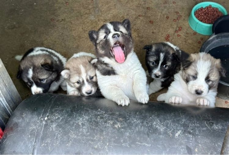 ขายหมาพันธุ์บางแก้วแท้