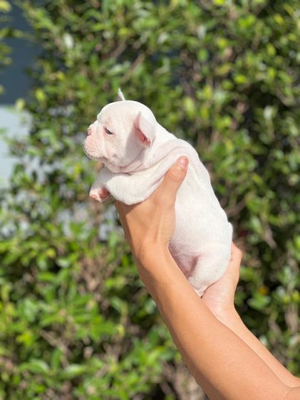 เฟรนช บลูด็อก รูปที่ 3