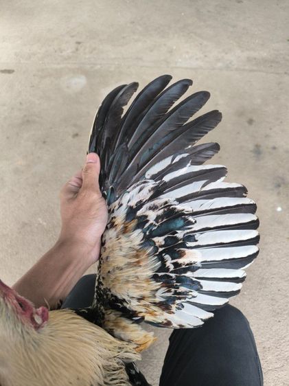 ไก่พม่าขยับเตะ(มีคลิป) รูปที่ 6