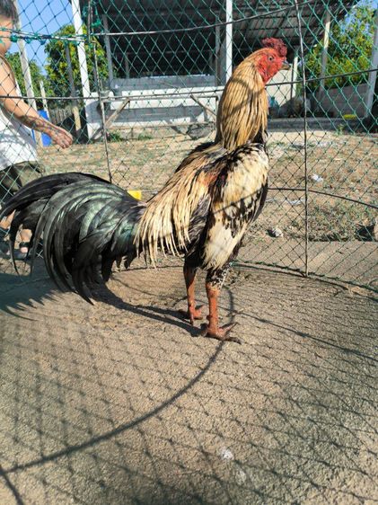 ไก่พม่าขยับเตะ(มีคลิป) รูปที่ 2