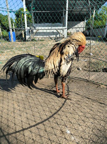 ไก่พม่าขยับเตะ(มีคลิป) รูปที่ 4