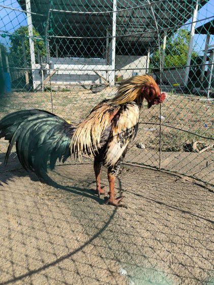 ไก่พม่าขยับเตะ(มีคลิป) รูปที่ 5