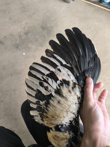 ไก่พม่าขยับเตะ(มีคลิป) รูปที่ 7