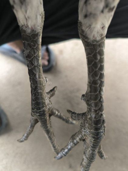 ไก่พม่าขยับเตะ(มีคลิป) รูปที่ 9