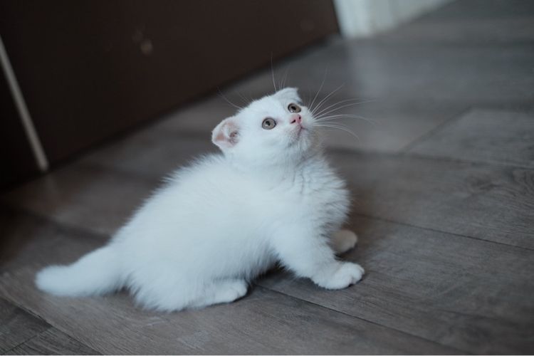 มันช์กิ้น ขาสั้น เพศชาย  รูปที่ 6