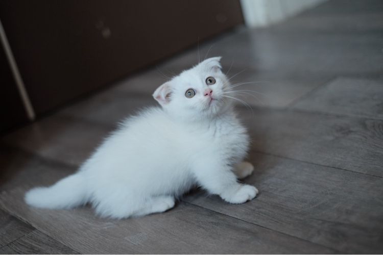 มันช์กิ้น ขาสั้น เพศชาย  รูปที่ 8