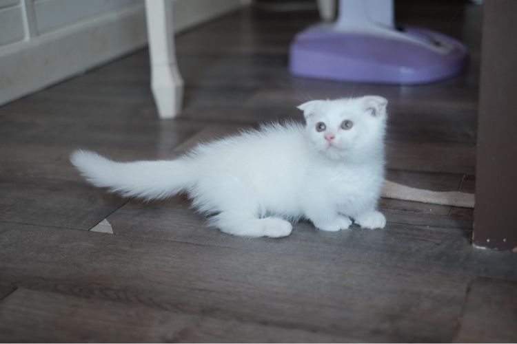 มันช์กิ้น ขาสั้น เพศชาย  รูปที่ 9