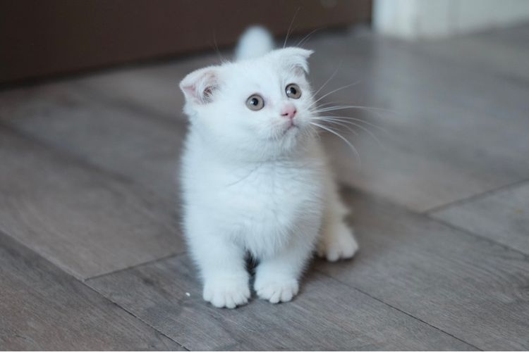 มันช์กิ้น ขาสั้น เพศชาย 