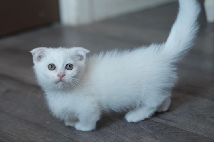 มันช์กิ้น ขาสั้น เพศชาย  รูปที่ 2