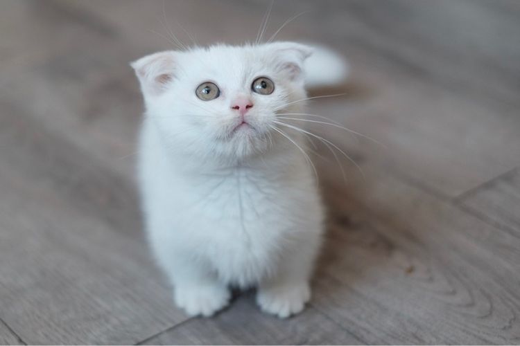 มันช์กิ้น ขาสั้น เพศชาย  รูปที่ 4