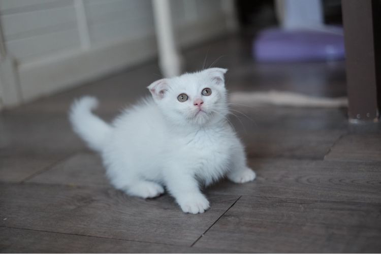 มันช์กิ้น ขาสั้น เพศชาย  รูปที่ 12