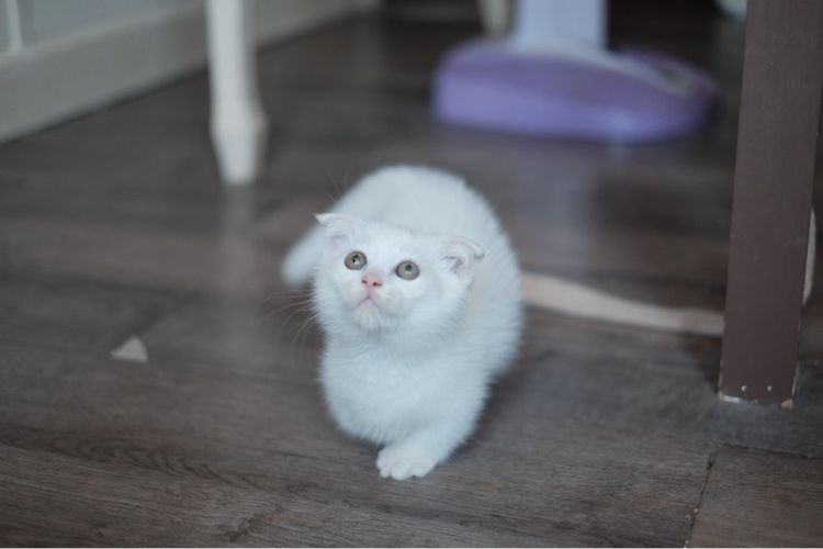 มันช์กิ้น ขาสั้น เพศชาย  รูปที่ 11