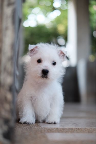 เวสตี้ เพศผู้ ไข่ครบ ใบเพ็ดเต็มใบ รูปที่ 3