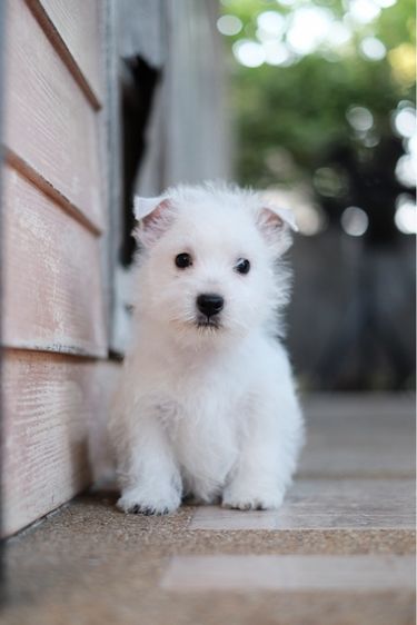 เวสตี้ เพศผู้ ไข่ครบ ใบเพ็ดเต็มใบ รูปที่ 5