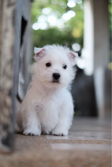 เวสตี้ เพศผู้ ไข่ครบ ใบเพ็ดเต็มใบ รูปที่ 4