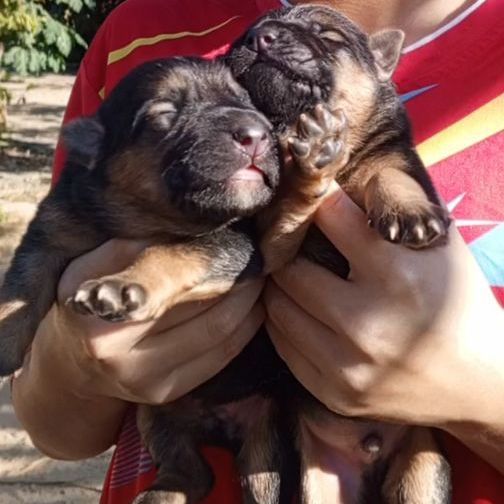 เยอรมันเชพเพิร์ด เปิดจอง ไม่ทักถามเล่นๆๆนะคับ