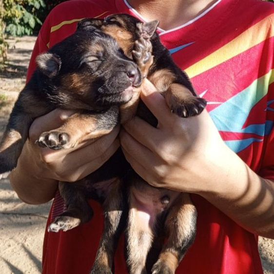 เยอรมันเชพเพิร์ด เปิดจอง ไม่ทักถามเล่นๆๆนะคับ รูปที่ 6