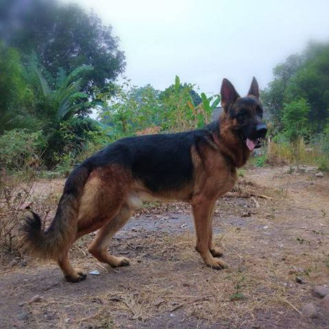 เยอรมันเชพเพิร์ด เปิดจอง ไม่ทักถามเล่นๆๆนะคับ รูปที่ 2