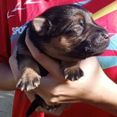 เยอรมันเชพเพิร์ด เปิดจอง ไม่ทักถามเล่นๆๆนะคับ รูปที่ 10