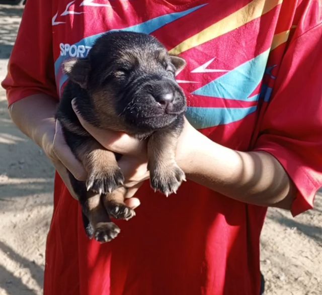 เยอรมันเชพเพิร์ด เปิดจอง ไม่ทักถามเล่นๆๆนะคับ รูปที่ 8