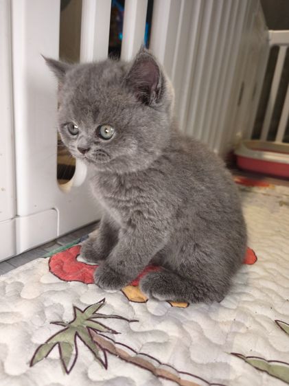 มันช์กิ้น (Munchkin) munchkin เพศชายขายาว สี Blue