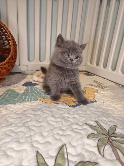 munchkin เพศชายขายาว สี Blue รูปที่ 3