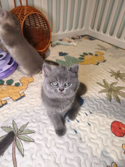 munchkin เพศชายขายาว สี Blue รูปที่ 4