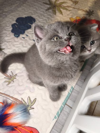 munchkin เพศชายขายาว สี Blue รูปที่ 2