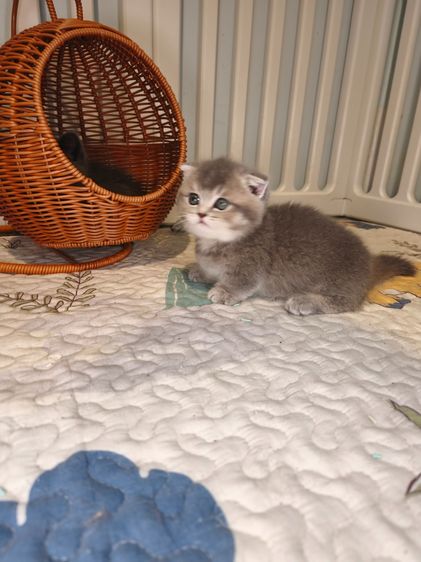 munchkin เพศชายขาสั้นสี AY รูปที่ 5