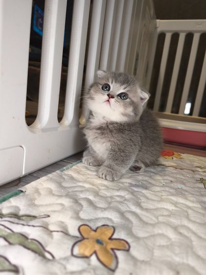 munchkin เพศชายขาสั้นสี AY รูปที่ 2