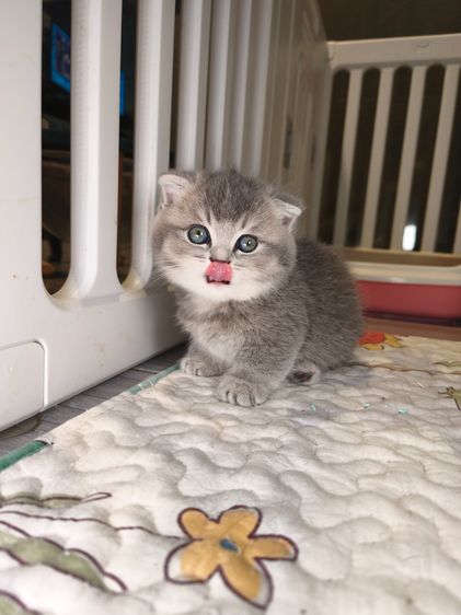 มันช์กิ้น (Munchkin) munchkin เพศชายขาสั้นสี AY