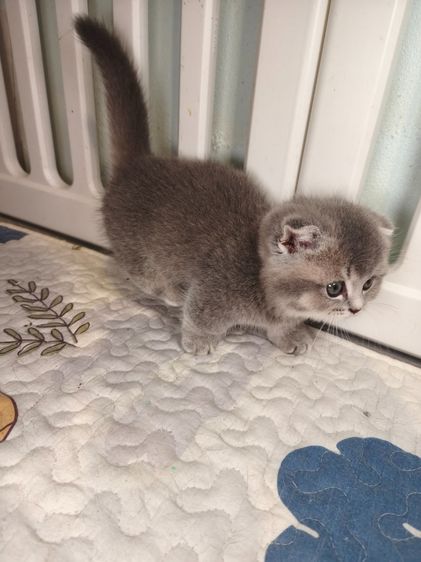 munchkin เพศชายขาสั้นสี AY รูปที่ 3