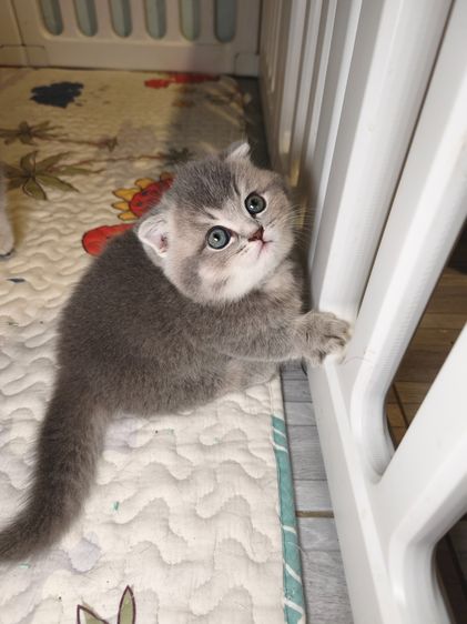 munchkin เพศชายขาสั้นสี AY รูปที่ 10