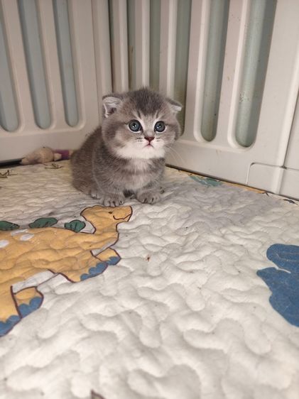 munchkin เพศชายขาสั้นสี AY รูปที่ 6