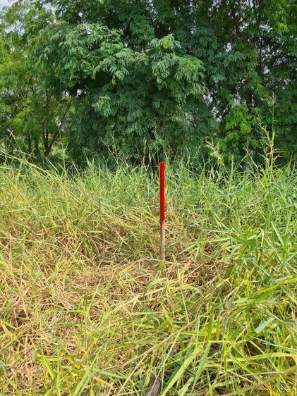 ขายที่ดิน 1 ไร่  รูปที่ 4