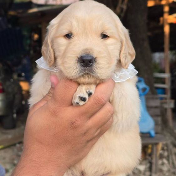 ลูกสุนัขโกลเด้นแท้ เกรดโอเวอร์ไซส์ รูปที่ 2