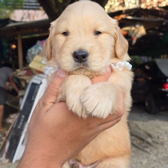 ลูกสุนัขโกลเด้นแท้ เกรดโอเวอร์ไซส์ รูปที่ 3