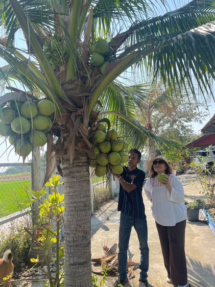 บ้านสวนพร้อมพืชผลพร้อมเก็บเกี่ยว