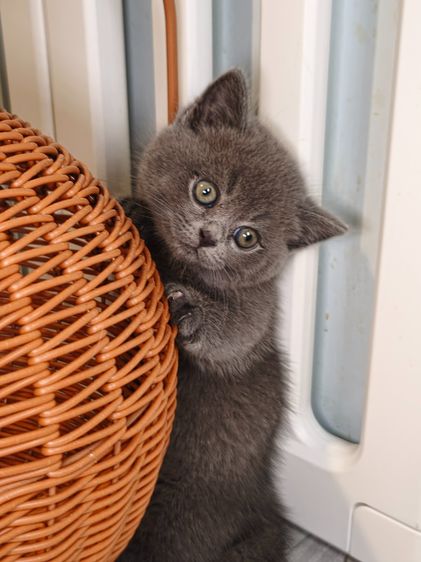munchkin เพศชายขาสั้นสี Blue รูปที่ 2