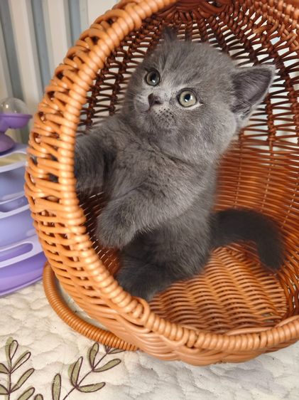 munchkin เพศชายขาสั้นสี Blue รูปที่ 5