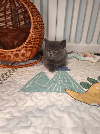 munchkin เพศชายขาสั้นสี Blue รูปที่ 4