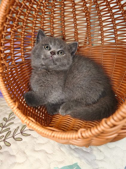 มันช์กิ้น (Munchkin) munchkin เพศชายขาสั้นสี Blue