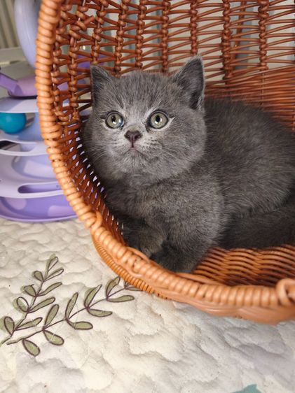 munchkin เพศชายขาสั้นสี Blue รูปที่ 3