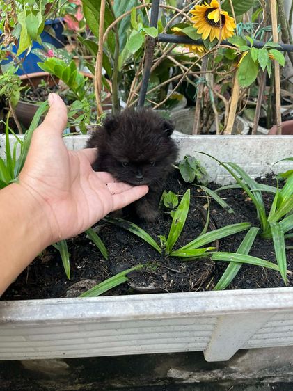 สุนัขปอมเพศเมีย black tan รูปที่ 4