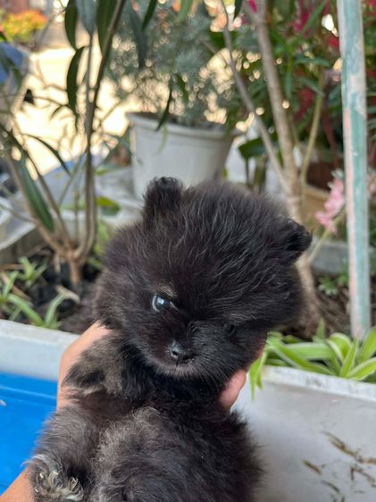 สุนัขปอมเพศเมีย black tan รูปที่ 9