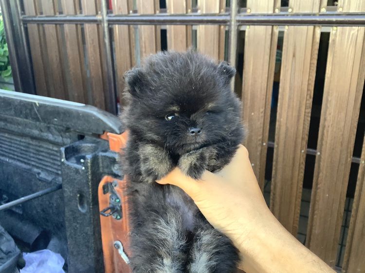 สุนัขปอมเพศเมีย black tan