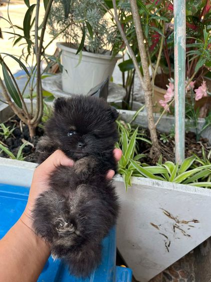 สุนัขปอมเพศเมีย black tan รูปที่ 8