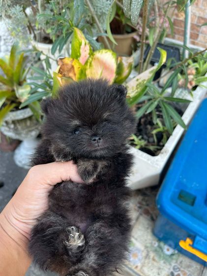 สุนัขปอมเพศเมีย black tan รูปที่ 7