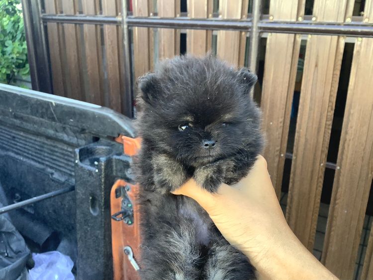 สุนัขปอมเพศเมีย black tan รูปที่ 2