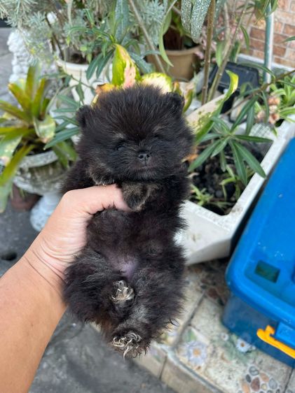 สุนัขปอมเพศเมีย black tan รูปที่ 6